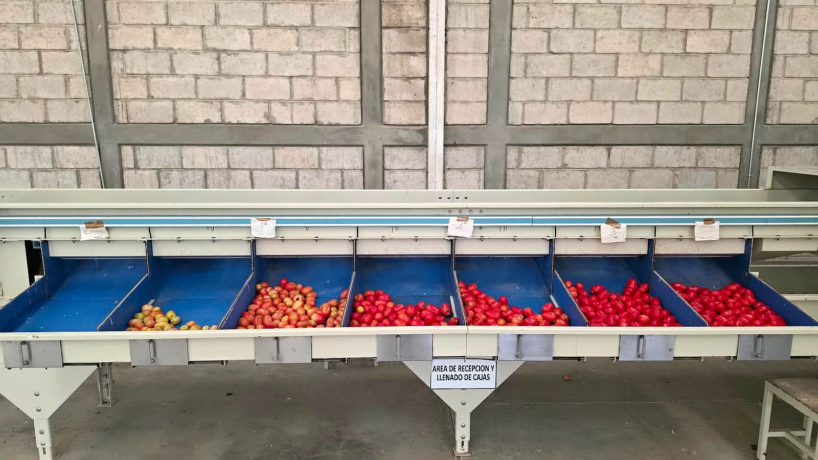 Línea completa CIU para tomate y aguacate — clasificadora por peso 2 líneas x 7 salidas, con cámaras
